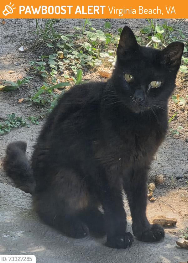 Found/Stray Unknown Cat last seen Aragona and Brinson, Virginia Beach, VA 23455