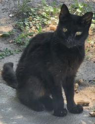 Found/Stray Unknown Cat last seen Aragona and Brinson, Virginia Beach, VA 23455