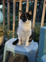 Lost Male Cat last seen Myrtle Gardens Drive and Myrtle Grove Road, Wilmington, NC 28409