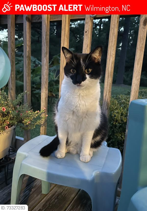 Lost Male Cat last seen Myrtle Gardens Drive and Myrtle Grove Road, Wilmington, NC 28409