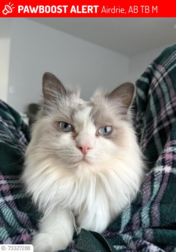 Lost Female Cat last seen Close to 24th steeet, Airdrie, AB T4B 3M8
