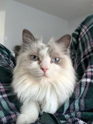 Lost Female Cat last seen Close to 24th steeet, Airdrie, AB T4B 3M8