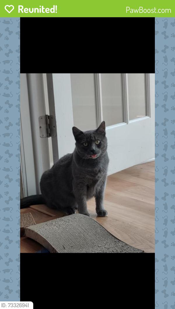 Reunited Female Cat last seen Brices Crossing, New Bern, NC 28562