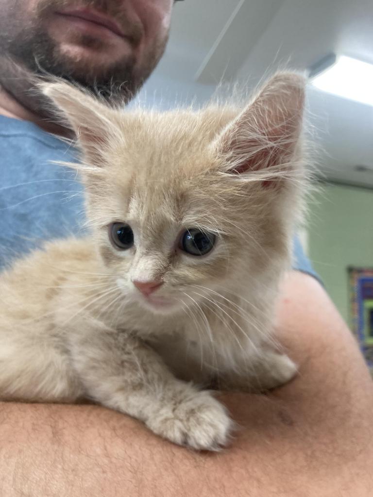 Shelter Stray Male Cat last seen Out of Town, 211 Kind Hearts Wy, Burnsville, NC 28714, USA