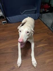 Reunited Female Dog last seen horse farm on the corner of nichols rd and mars hill rd, Powder Springs, GA 30127