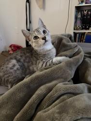 Reunited Male Cat last seen Lawrence and Cochrane, Hamilton, ON L8K 6H8