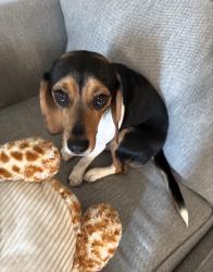 Reunited Female Dog last seen Parkland Dr, Aspen Hill, MD 20853, USA, Aspen Hill, MD 20853
