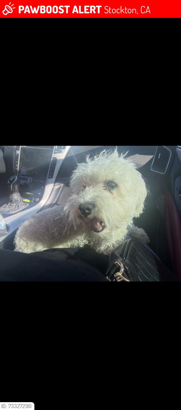Lost Male Dog last seen Walgreens, Stockton, CA 95204