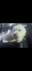 Lost Male Dog last seen Walgreens, Stockton, CA 95204
