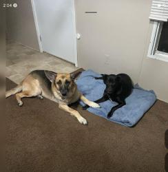 Reunited Male Dog last seen Odessa and Marybudd Street, Jacksonville, FL 32254