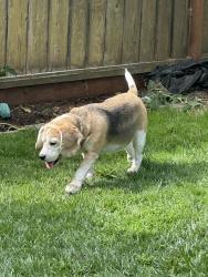 Reunited Unknown Dog last seen Ebbetts & Gwen, Campbell, CA 95008