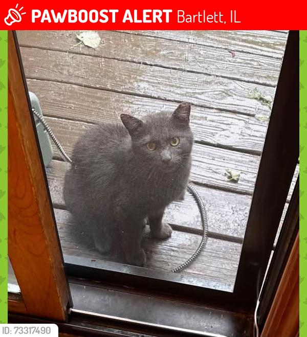 Lost Male Cat last seen Rte 20. And Rte 59, Bartlett, IL 60103
