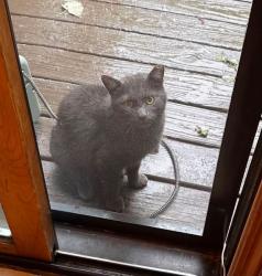 Lost Male Cat last seen Rte 20. And Rte 59, Bartlett, IL 60103