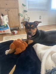 Reunited Female Dog last seen Kensington Run, San Antonio, TX 78228, USA, San Antonio, TX 78228