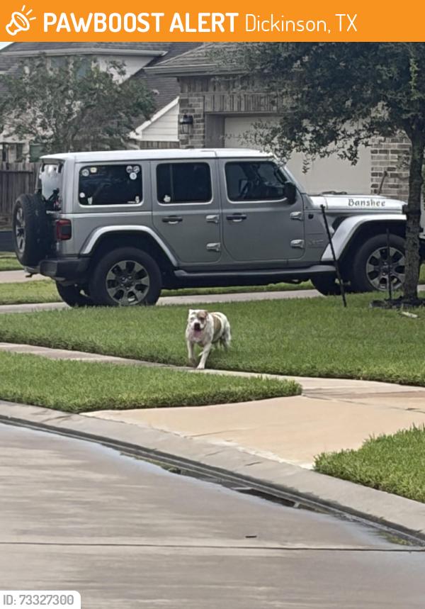 Found/Stray Male Dog last seen Near Mocking Run Lane, Dickinson, TX, USA, Dickinson, TX 77539