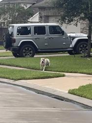Found/Stray Male Dog last seen Near Mocking Run Lane, Dickinson, TX, USA, Dickinson, TX 77539