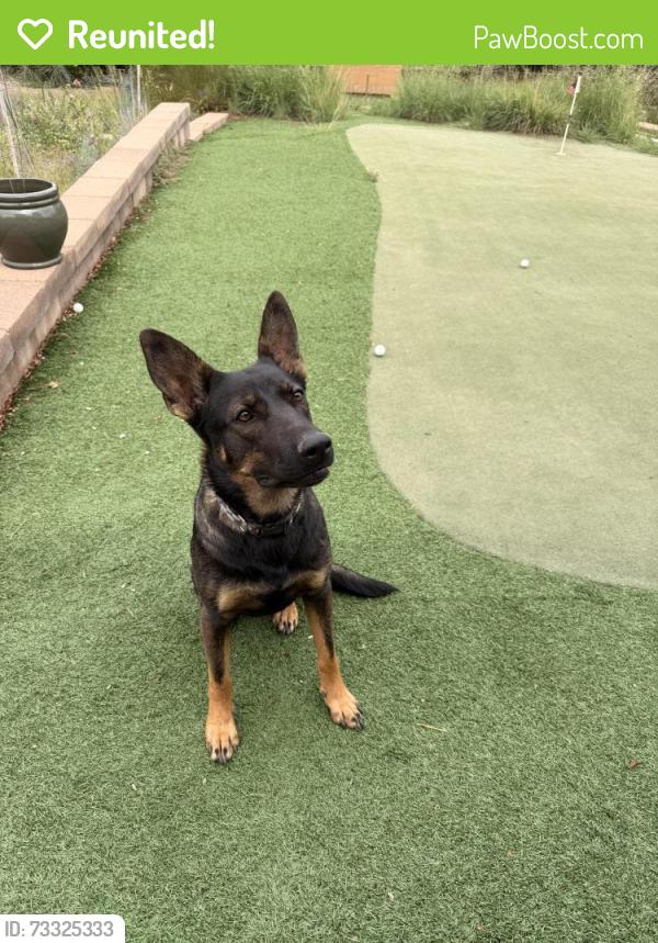 Reunited Female Dog last seen piney lake road and inspiration dr, Douglas County, CO 80138