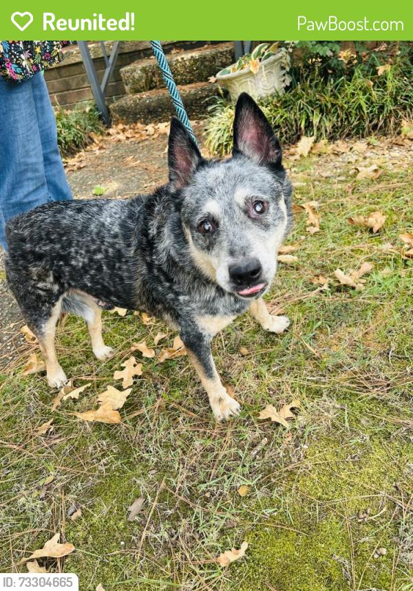 Reunited Unknown Dog last seen Old Forge Road and Resevoir, Little Rock, AR 72227