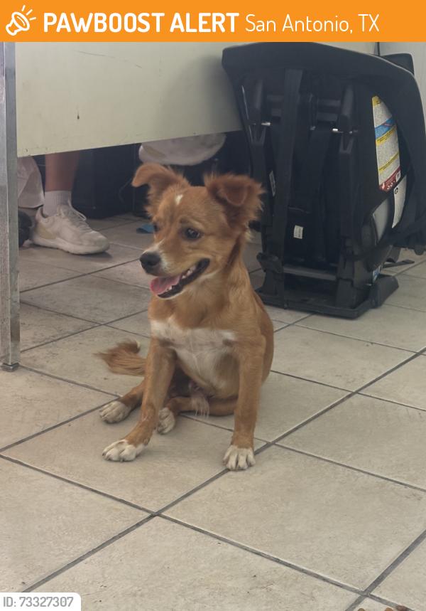 Found/Stray Male Dog last seen Bandera Rd, San Antonio, TX 78228
