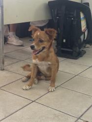 Found/Stray Male Dog last seen Bandera Rd, San Antonio, TX 78228