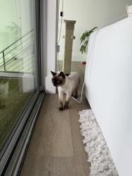Reunited Unknown Cat last seen Santa Monica Blvd and Havenhurst, West Hollywood, CA 90046