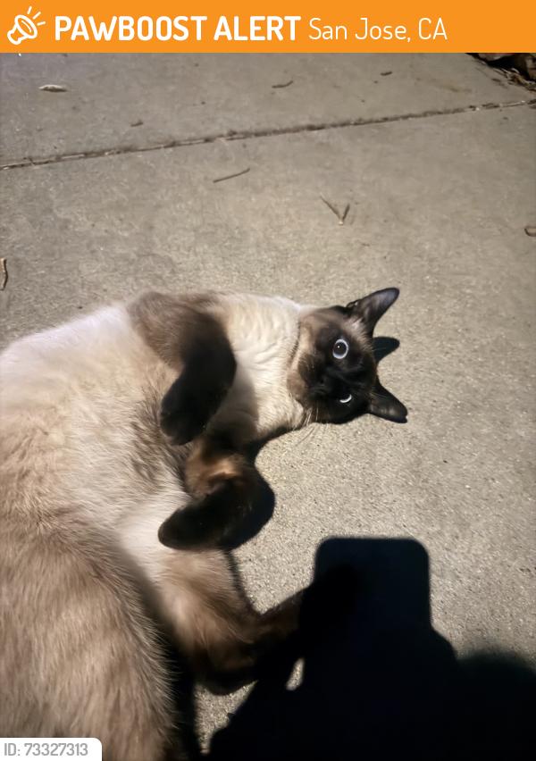 Found/Stray Male Cat last seen Near littleworth, San Jose, CA 95135