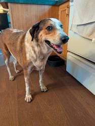 Reunited Female Dog last seen Cattle Tank and Crystal Visions, Marana, AZ 85658
