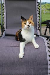 Lost Female Cat last seen Tilton prep high school, Tilton, NH 03276