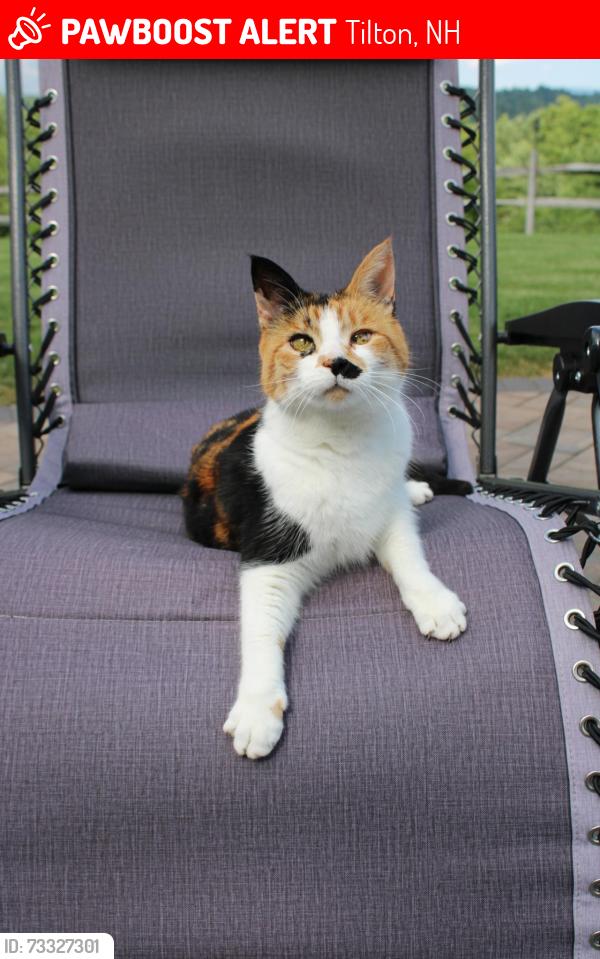 Lost Female Cat last seen Tilton prep high school, Tilton, NH 03276