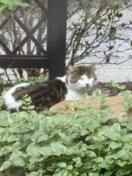 Found/Stray Unknown Cat last seen Mount Lebanon, Pittsburgh, PA 15228