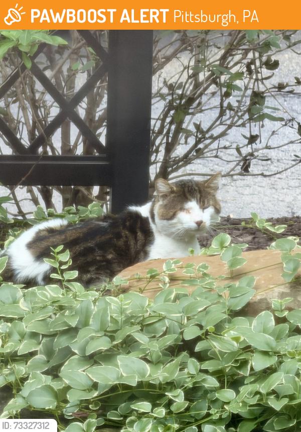 Found/Stray Unknown Cat last seen Mount Lebanon, Pittsburgh, PA 15228