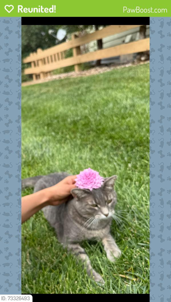 Reunited Female Cat last seen Near Riverbrook Circle, Highlands Ranch 80126, Littleton, CO 80126