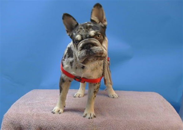 Shelter Stray Male Dog last seen , 216 W Victoria St, Gardena, CA 90248, USA