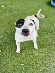 Shelter Stray Female Dog last seen NW 42ND CT & SOUTH TAMIAMI CANAL DR, 3599 NW 79th Ave, Doral, FL 33122, USA