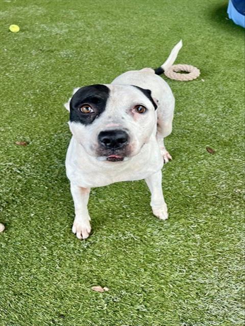 Shelter Stray Female Dog last seen NW 42ND CT & SOUTH TAMIAMI CANAL DR, 3599 NW 79th Ave, Doral, FL 33122, USA
