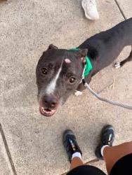 Shelter Stray Female Dog last seen CHARLOTTE, 8315 Byrum Dr, Charlotte, NC 28217, USA