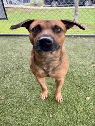 Shelter Stray Male Dog last seen Near BLOCK SHARAR AVE, 3599 NW 79th Ave, Doral, FL 33122, USA