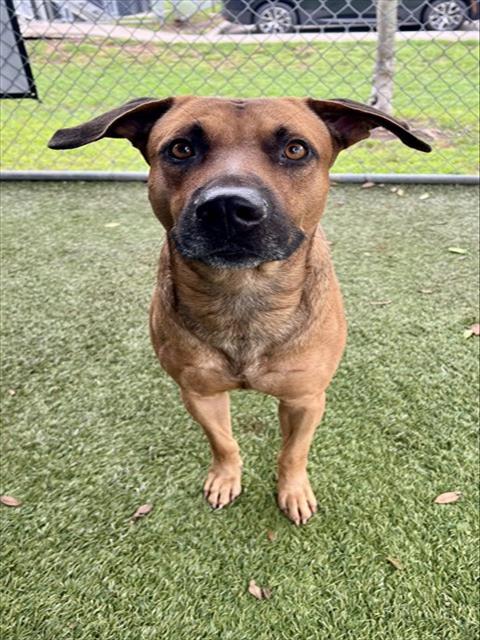 Shelter Stray Male Dog last seen Near BLOCK SHARAR AVE, 3599 NW 79th Ave, Doral, FL 33122, USA
