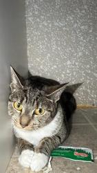 Shelter Stray Female Cat last seen CHARLOTTE, 8315 Byrum Dr, Charlotte, NC 28217, USA