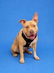 Shelter Stray Male Dog last seen Near BLOCK SW 52 ST, 3599 NW 79th Ave, Doral, FL 33122, USA