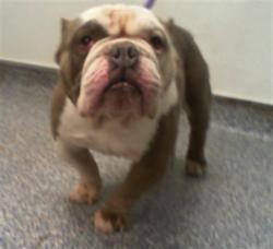 Shelter Stray Male Dog last seen CHARLOTTE, 8315 Byrum Dr, Charlotte, NC 28217, USA