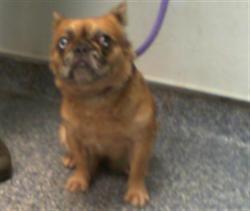 Shelter Stray Female Dog last seen CHARLOTTE, 8315 Byrum Dr, Charlotte, NC 28217, USA