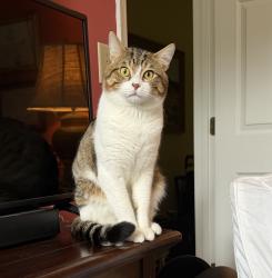 Lost Male Cat last seen Hembree Rd/ Pope HS, Marietta, GA 30062