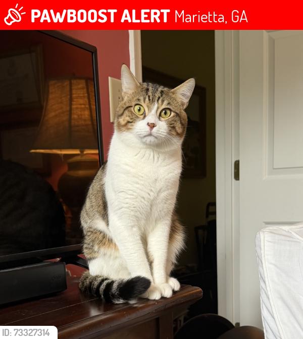 Lost Male Cat last seen Hembree Rd/ Pope HS, Marietta, GA 30062