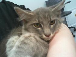 Shelter Stray Female Cat last seen CHARLOTTE, 8315 Byrum Dr, Charlotte, NC 28217, USA