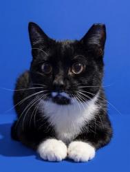 Shelter Stray Female Cat last seen Near BLOCK PERMINETER PARK BLVD RM 227, 2020 Forest St, Jacksonville, FL 32204, USA
