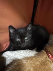 Shelter Stray Female Cat last seen ABORN, 1950 Stevenson Blvd, Fremont, CA 94538, USA