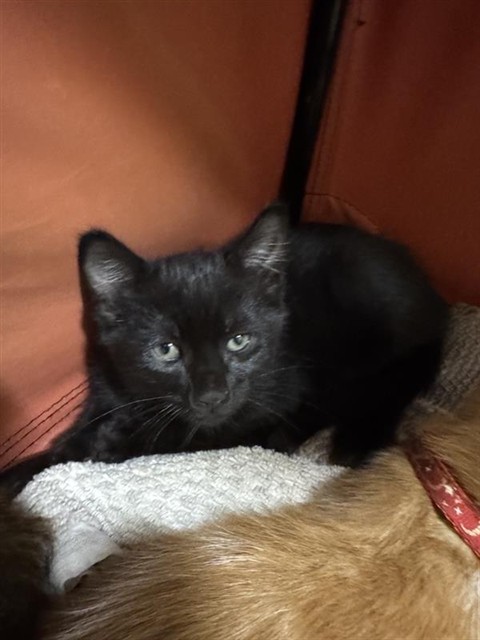 Shelter Stray Female Cat last seen ABORN, 1950 Stevenson Blvd, Fremont, CA 94538, USA