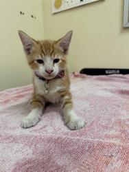 Shelter Stray Female Cat last seen ABORN, 1950 Stevenson Blvd, Fremont, CA 94538, USA