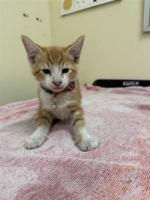 Shelter Stray Female Cat last seen ABORN, 1950 Stevenson Blvd, Fremont, CA 94538, USA